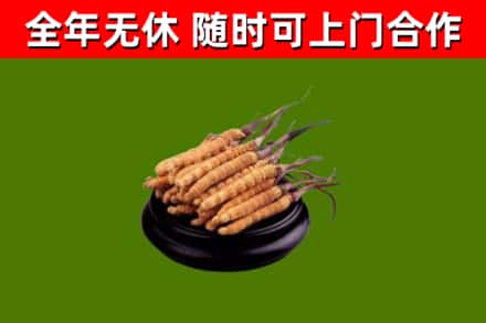 濂溪区回收冬虫夏草